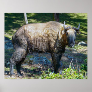 Póster Takin, animal nacional de Bután - Himalaya, Asia