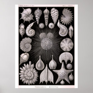 Póster TALAMOPHORA Kammerlinge Protozoa