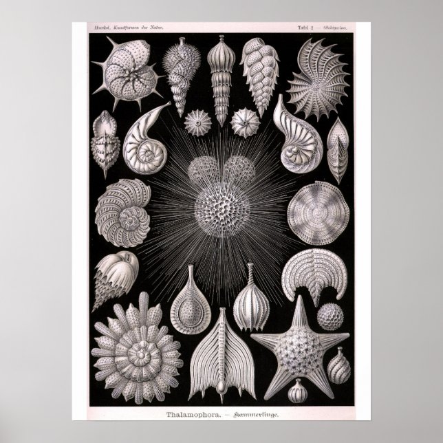 Póster TALAMOPHORA Kammerlinge Protozoa (Frente)