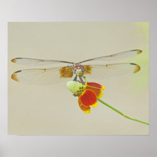 Póster Talanquera ajedrezada (Dythemis fugax) en Mexicano