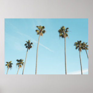 Póster Tall Palm Trees Light Blue Sky