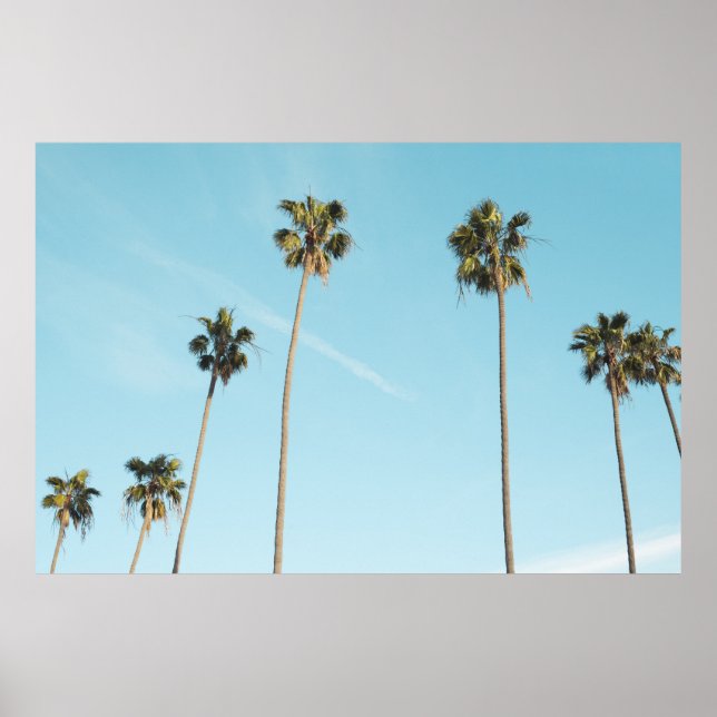Póster Tall Palm Trees Light Blue Sky (Frente)