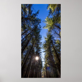 Póster Tall Pines, Walnut Woods Metro Park, Groveport, OH