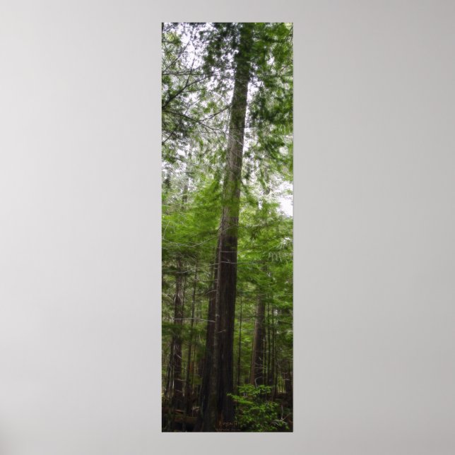 Póster TALL TREE in Forest Art Poster (Frente)