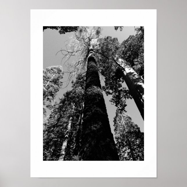 Póster Tall Trees en la fotografía yosemite en blanco y n (Frente)