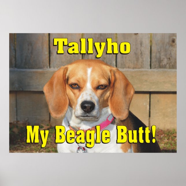 Póster ¡Tallyho My Beagle Butt! Grumpy Beagle (Frente)