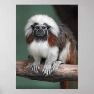 Póster Tamarin del Algodón-top