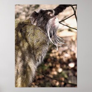 PÓSTER TAMARIN MONKEY
