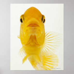 Póster También conocido como goldfish Cometa-atado.