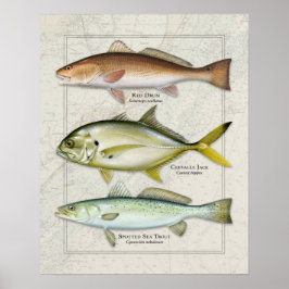 Póster Tambor Rojo, Crevalle Jack, trío de trucha marina