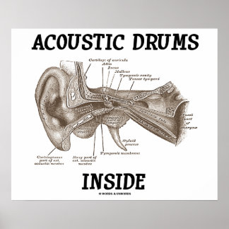 Póster Tambores Acústicos Dentro (Anatomía Del Oído Human
