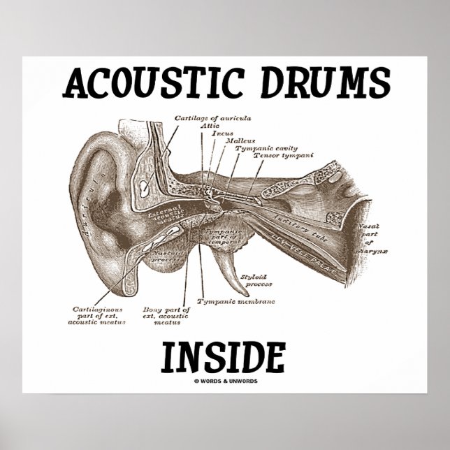 Póster Tambores Acústicos Dentro (Anatomía Del Oído Human (Frente)
