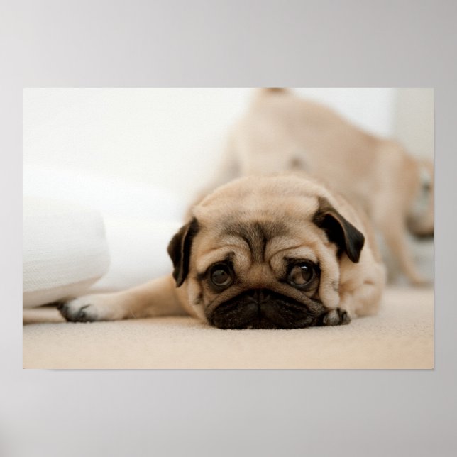 Póster Tan Female Pug (Frente)