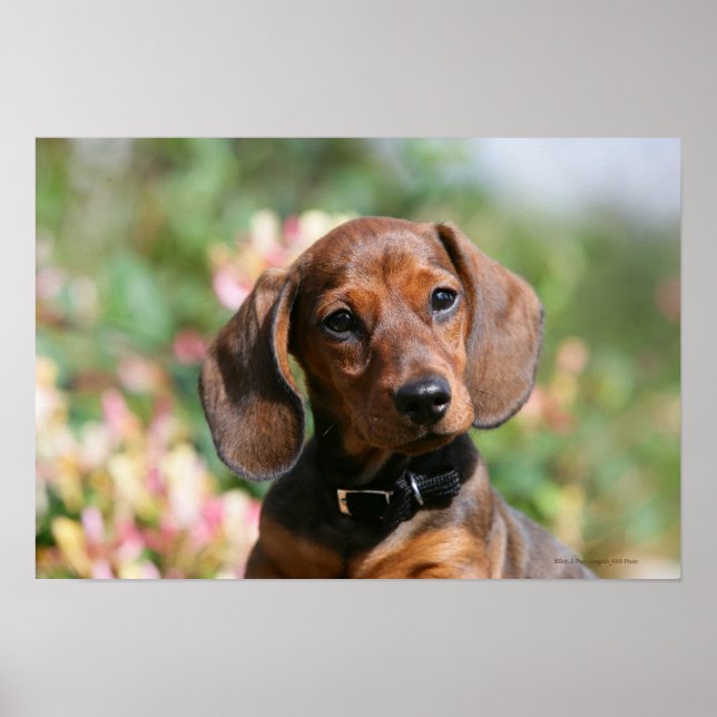 Póster Tan Miniture Dachshund (Frente)