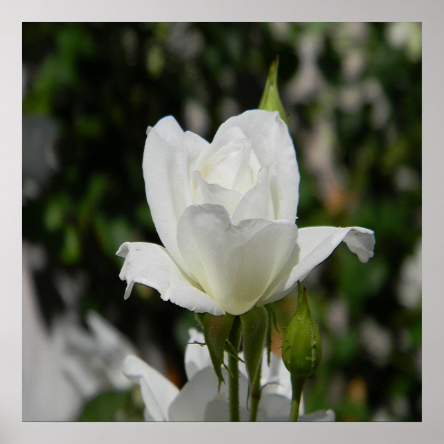 Póster Tan puro... (Frente)