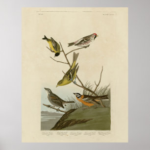 Póster Tanager, de sondeo rojo, Bunting Audubon Birds of 