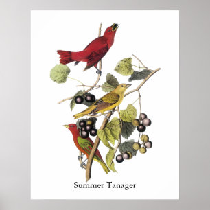 Póster Tanager de verano de Juan Audubon