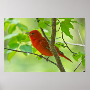 Póster Tanager de verano rojo en el Poster forestal