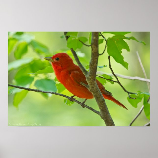 Póster Tanager de verano rojo en el Poster forestal (Frente)