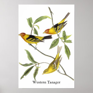 Póster Tanager occidental: John James Audubon