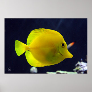 Póster Tang amarillo