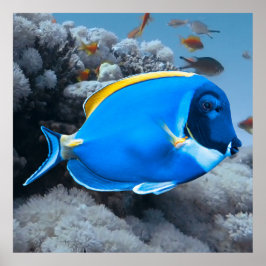 Póster Tang azul en polvo