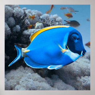 Póster Tang azul en polvo