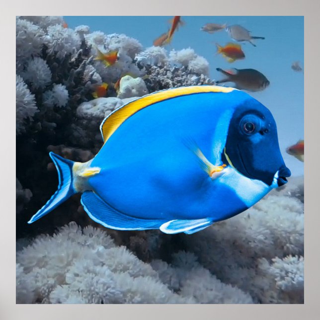 Póster Tang azul en polvo (Frente)