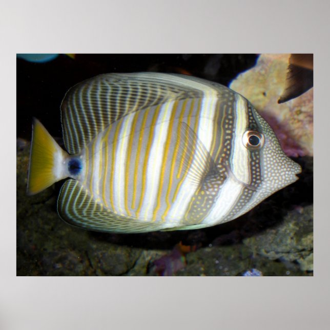 Póster Tang de sailfin de Desjardin (Zebrasoma desjardini (Frente)