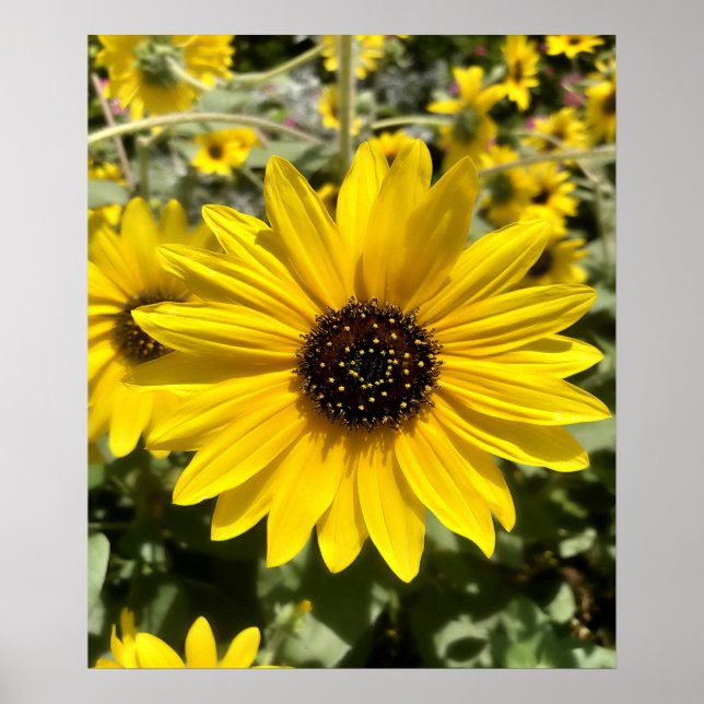 Póster Tansy Rosenweed Poster (Frente)