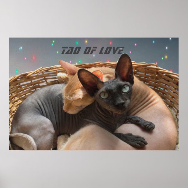 Póster Tao de amor - Dos gatos Sfinx personalizados (Frente)