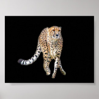 Póster Tap Dance Poster