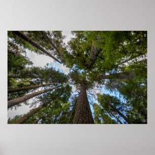 Póster Tapa de árbol Douglas Fir