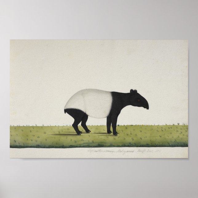 Póster Tapir (Frente)