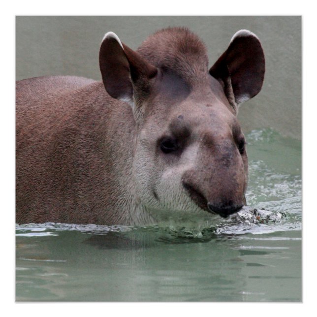 Póster Tapir_2015_0101 (Anverso)