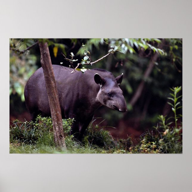 Póster Tapir brasileño (Tapirus terrestres) (Frente)