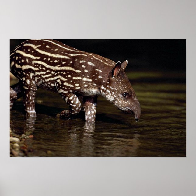 Póster Tapir brasileño, ternera joven al lado del río (Frente)