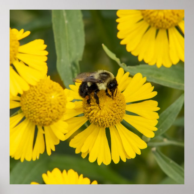 Póster Tapping In (Frente)