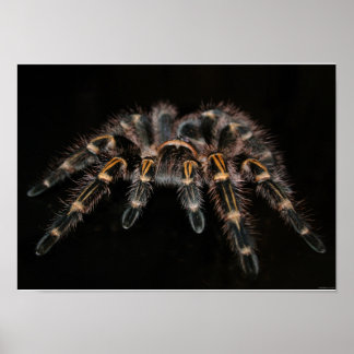 Póster Tarantula Big Spider Hairy Arachnoid