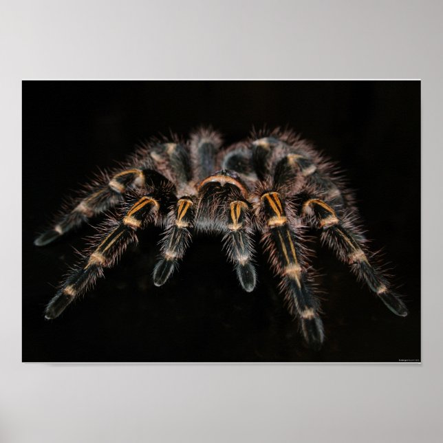 Póster Tarantula Big Spider Hairy Arachnoid (Frente)