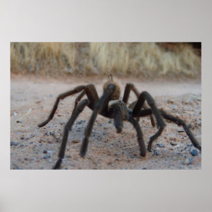 Póster Tarantula Close