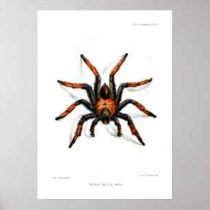 Póster Tarantula rojo mexicano de la pierna