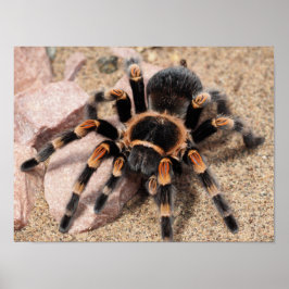 Póster Tarantula Spider