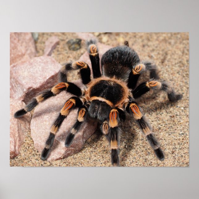 Póster Tarantula Spider (Frente)