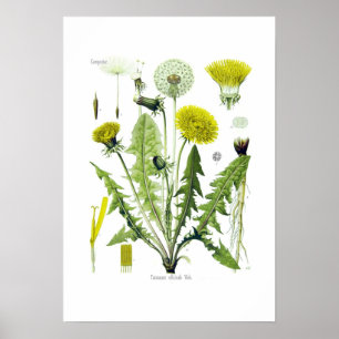 Póster Taraxacum officinale (Dandelion)