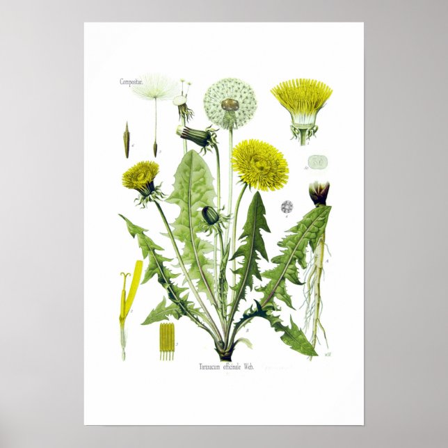 Póster Taraxacum officinale (Dandelion) (Frente)