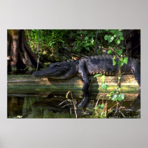 Póster Tarde del lagarto, Everglades, Florida