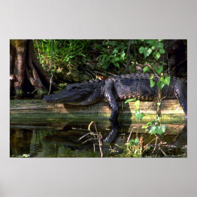 Póster Tarde del lagarto, Everglades, Florida (Frente)