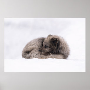 PÓSTER TARDE SIESTA