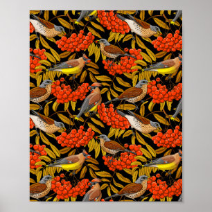 Póster Tarifas de campo y waxwings en los racimos de rowa